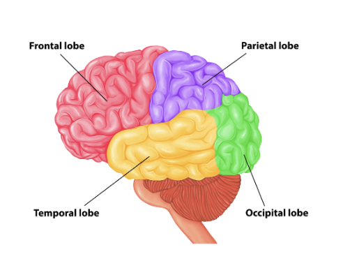 Side view of the brain